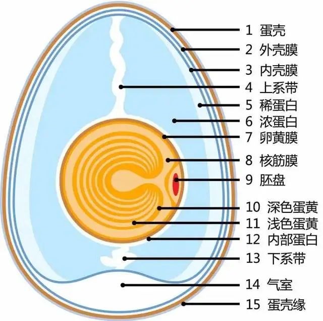 为什么没公鸡，母鸡也能下蛋？因为人类利用了鸡的一个生理缺陷